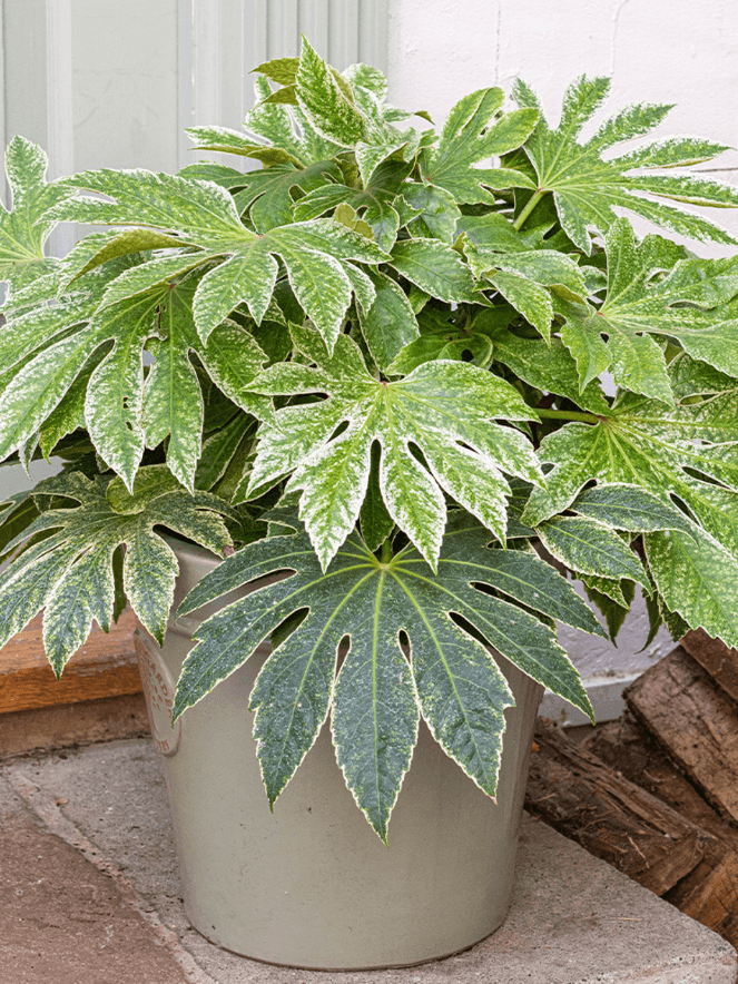 Image may contain: Plant, Leaf, Potted Plant, Tree, and Hemp