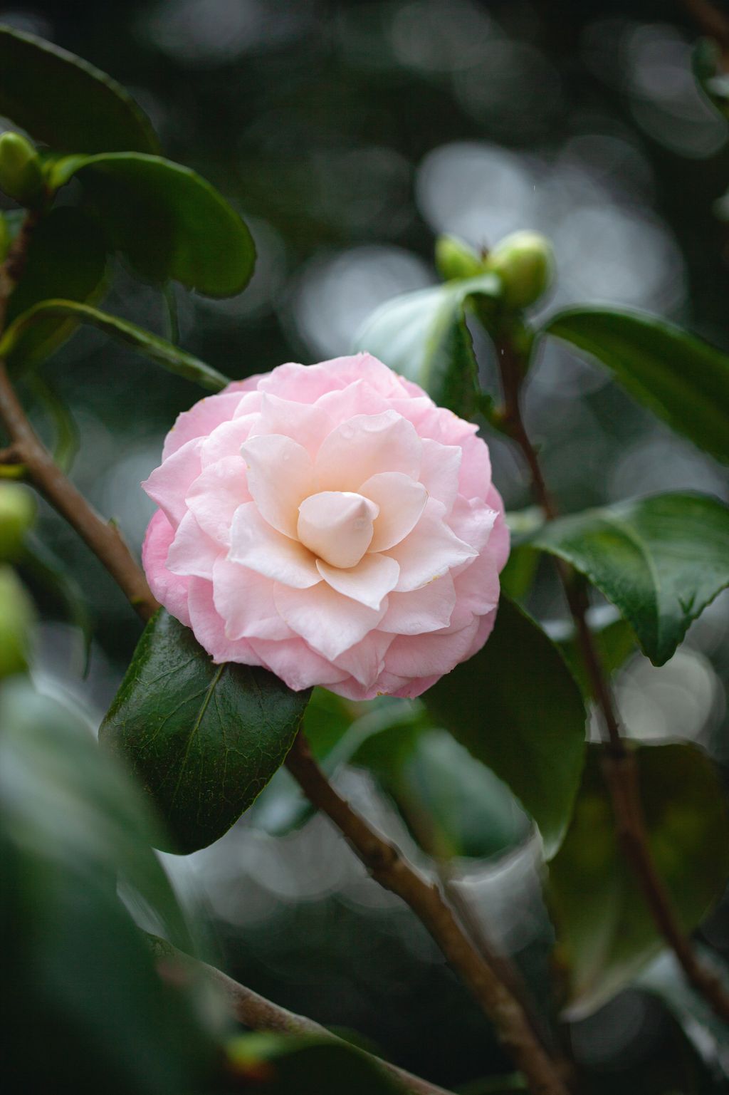 Image may contain Flower Petal Plant Rose Bud Sprout and Geranium