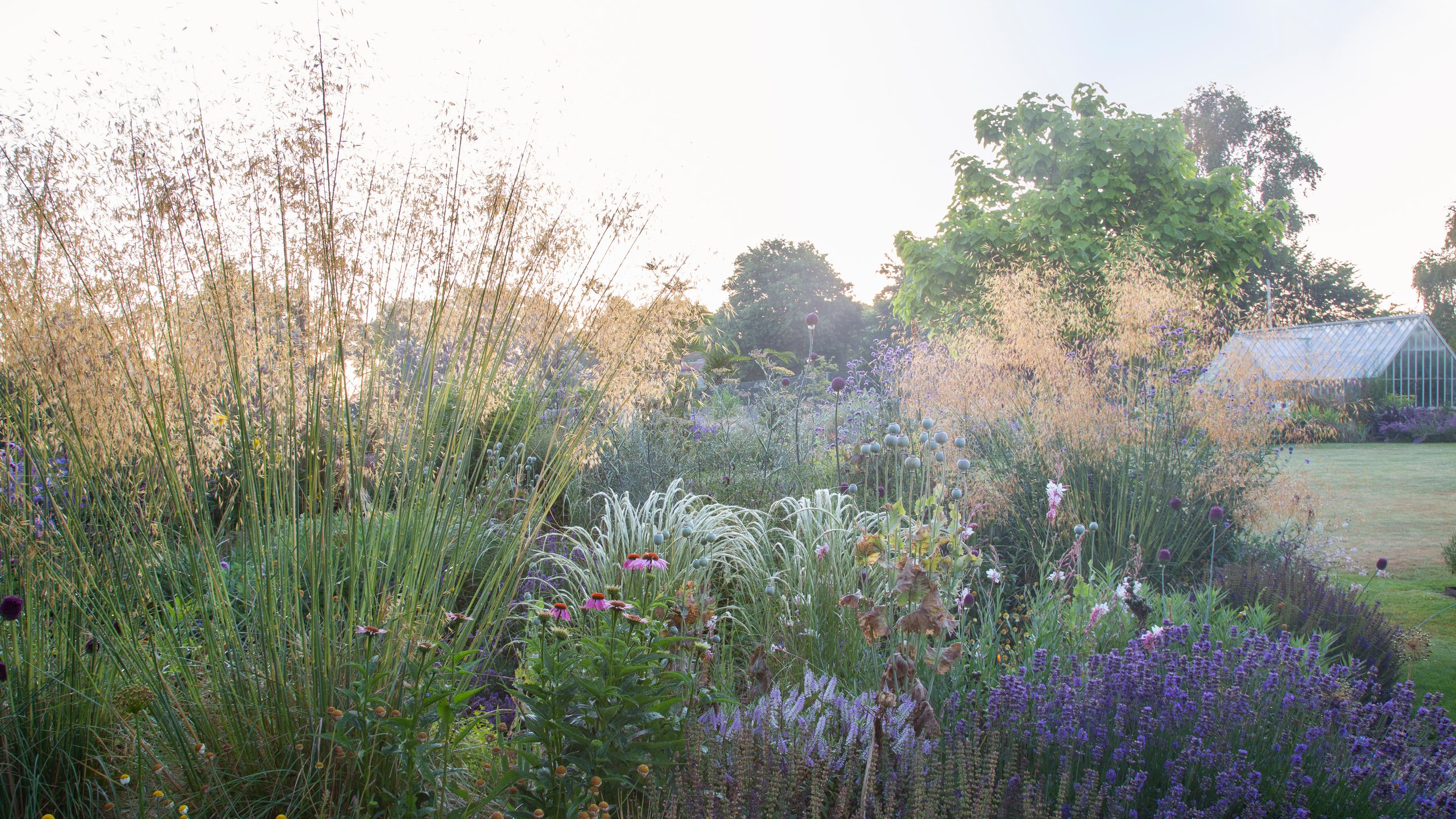 Image may contain: Plant, Vegetation, Grass, Herbal, Herbs, Garden, Nature, Outdoors, Land, Tree, Woodland, Flower, and Grove