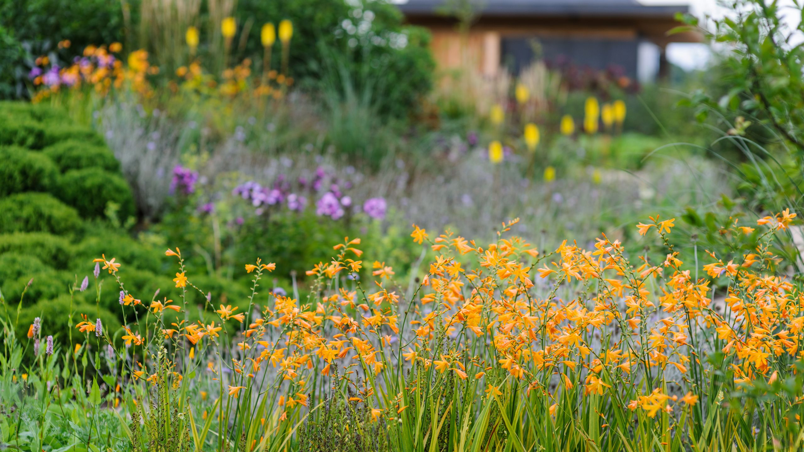 Image may contain: Plant, Vegetation, Herbal, Herbs, Garden, Nature, Outdoors, Field, Grassland, Grass, Daisy, and Flower