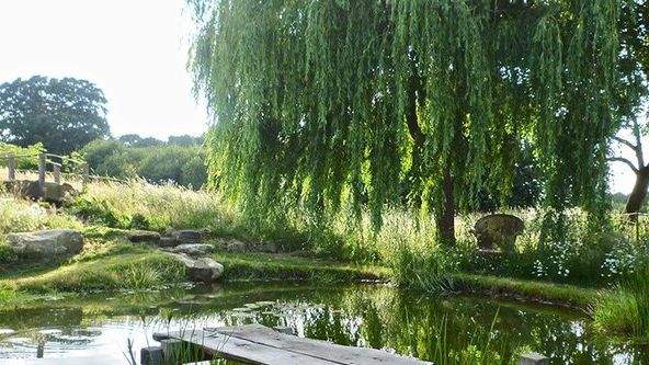 Image may contain: Nature, Outdoors, Pond, Water, Plant, Tree, Scenery, Grass, Park, Waterfront, Vegetation, and Willow