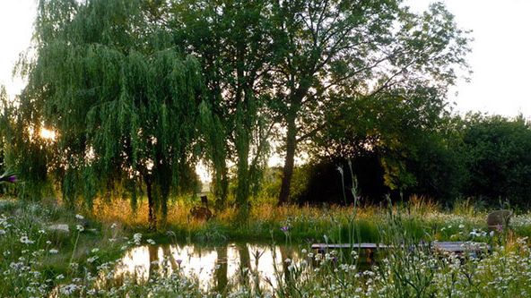 Image may contain: Nature, Outdoors, Pond, Water, Plant, Tree, Vegetation, Land, Grove, Woodland, Grass, Scenery, and Park