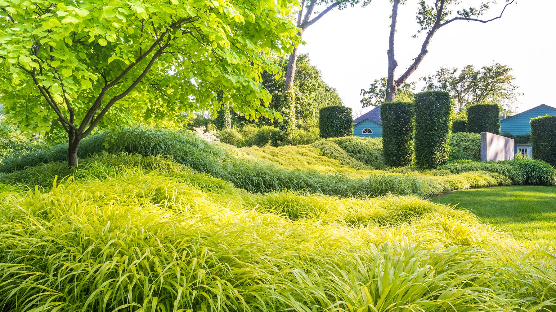 Image may contain: Grass, Plant, Vegetation, Lawn, Backyard, Nature, Outdoors, Yard, Tree, Land, Woodland, Park, and Field