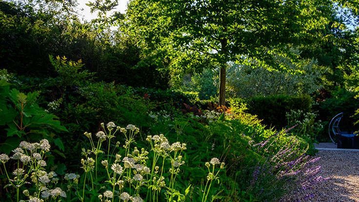 Image may contain: Plant, Vegetation, Herbal, Herbs, Garden, Nature, Outdoors, Tree, Land, Woodland, Flower, and Grove