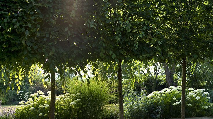 Image may contain: Garden, Grass, Nature, Outdoors, Park, Plant, Vegetation, Arbour, Land, Tree, Woodland, and Grove