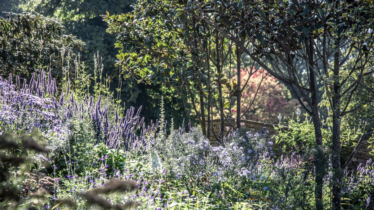 Image may contain: Plant, Vegetation, Land, Nature, Outdoors, Tree, Woodland, Grove, Jungle, Rainforest, Garden, and Flower