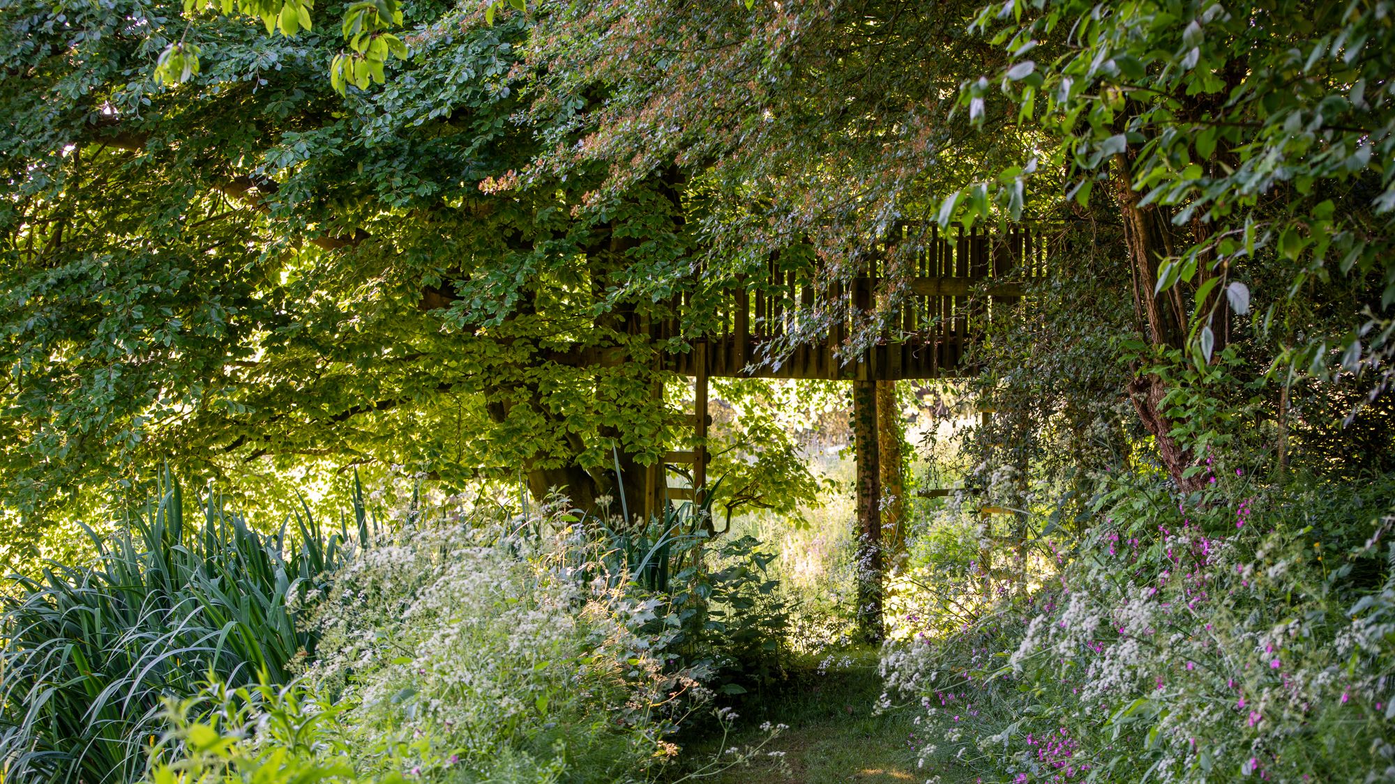 Image may contain: Plant, Vegetation, Garden, Nature, Outdoors, Land, Tree, Woodland, Grove, Grass, Arbour, Path, and Park