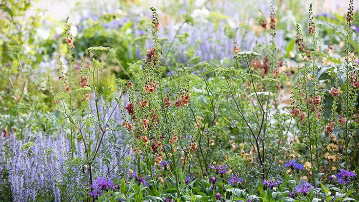 Image may contain: Herbal, Herbs, Plant, Garden, Nature, Outdoors, Vegetation, Flower, Purple, Grass, Land, and Tree