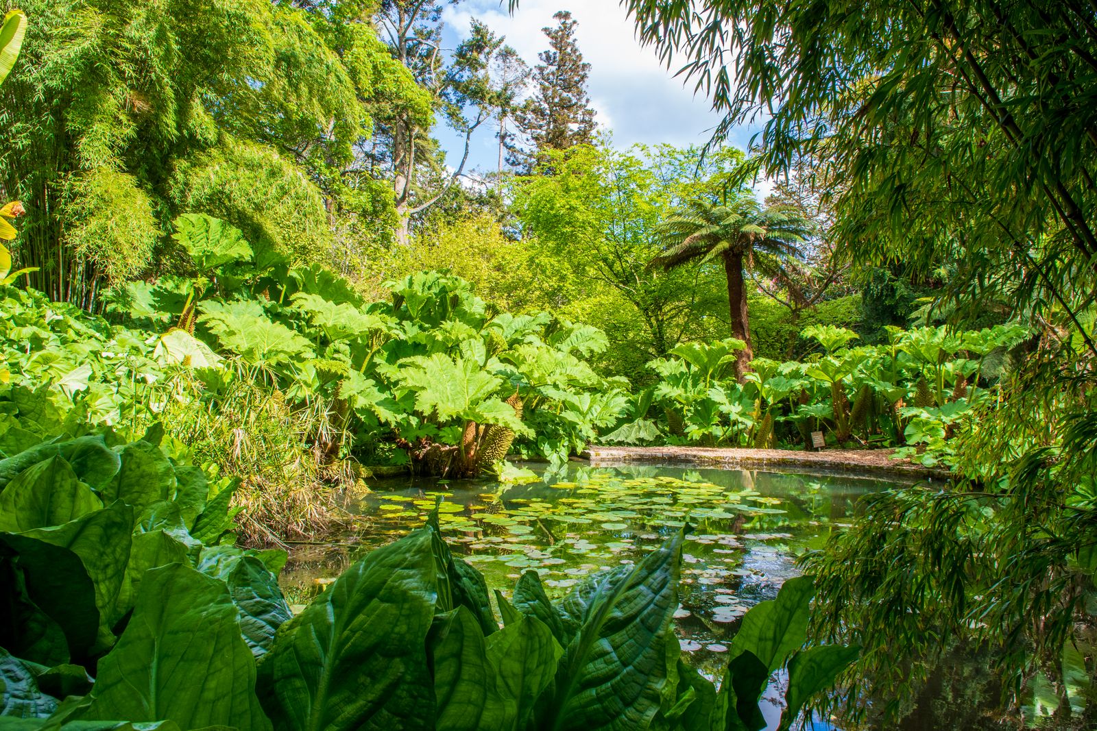 Image may contain Nature Outdoors Pond Water Plant Vegetation Land Rainforest Tree Jungle Green and Garden