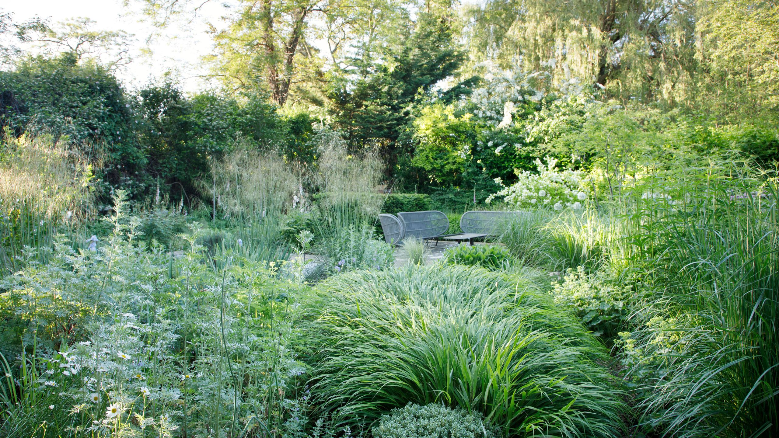 Image may contain: Plant, Vegetation, Herbal, Herbs, Grass, Land, Nature, Outdoors, Tree, Woodland, Garden, and Backyard