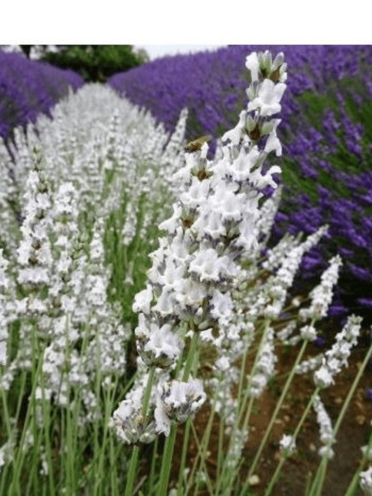 Image may contain: Flower, Plant, and Lavender