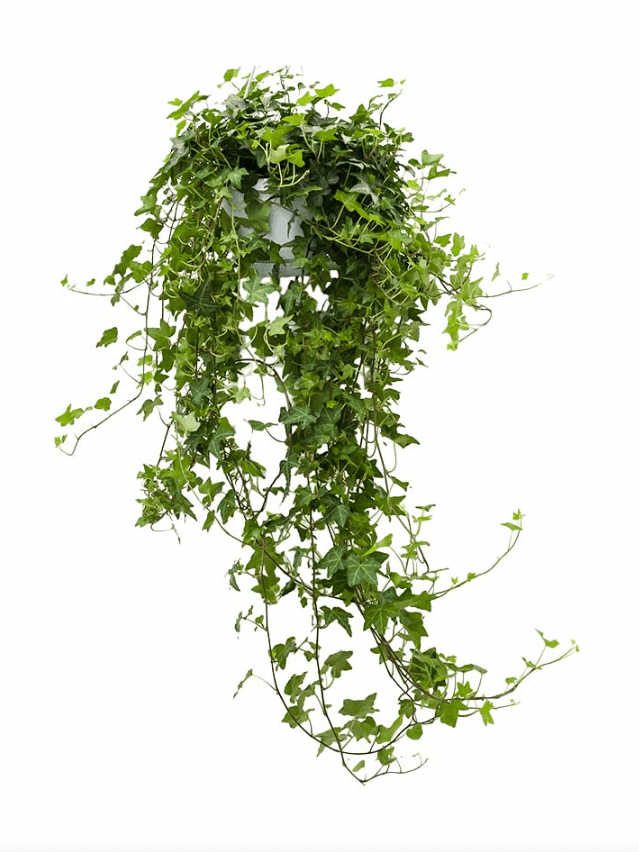 Image may contain: Plant, Vine, and Potted Plant