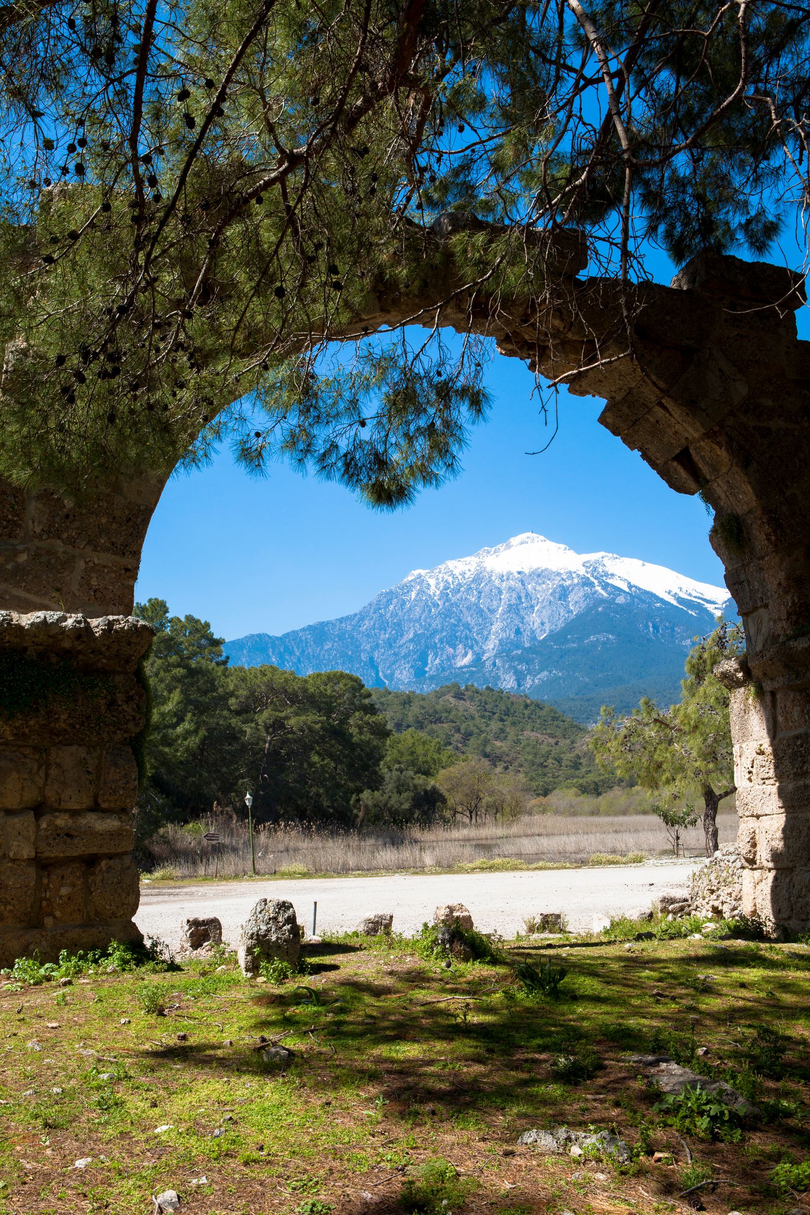 Image may contain Plant Tree Grove Land Nature Outdoors Vegetation Woodland Tree Trunk Landscape and Grass