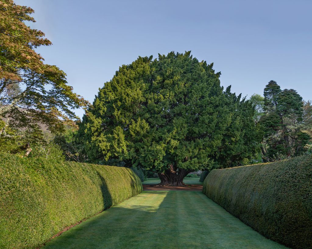 Image may contain Plant Tree Conifer Fence Hedge Grass Vegetation Yew Garden Nature and Outdoors