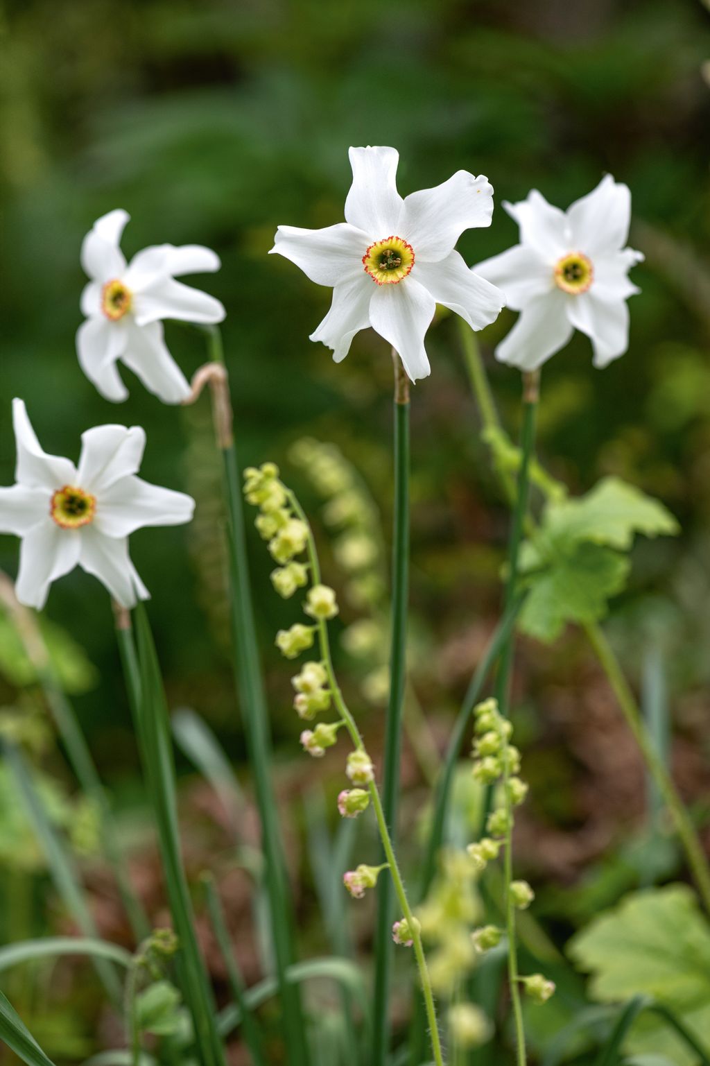 Image may contain Flower Plant Daffodil Amaryllidaceae Petal Pollen and Geranium