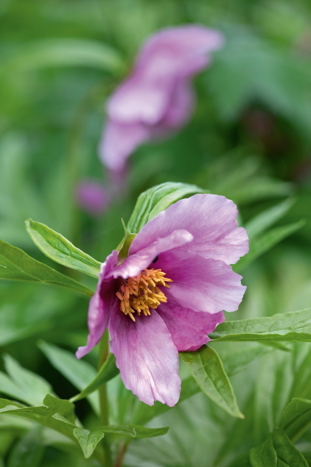 Image may contain Plant Pollen Flower Petal Geranium Anemone and Anther