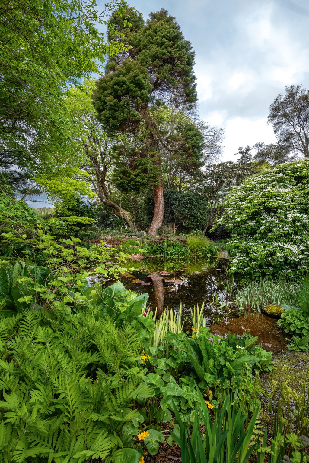 Image may contain Nature Outdoors Pond Water Plant Vegetation Land Jungle Tree Grove Woodland and Rainforest