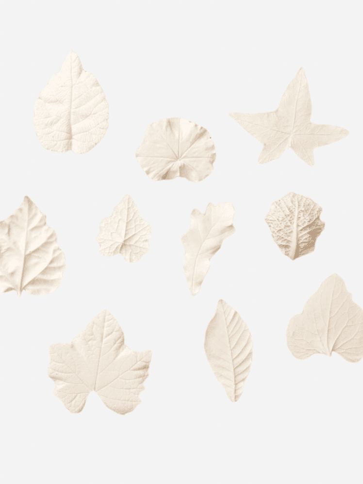 Image may contain: Leaf, Plant, and Paper