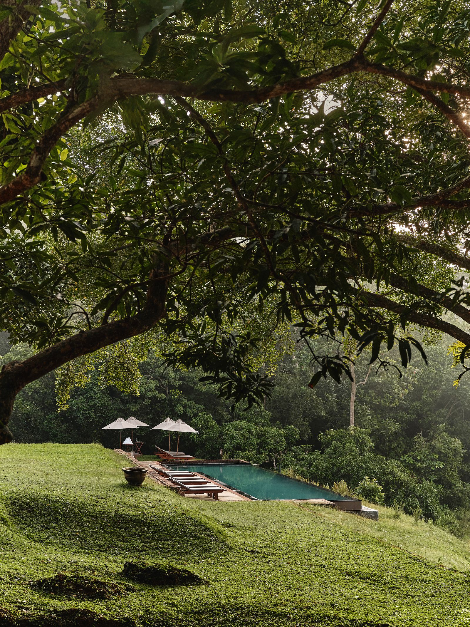 Image may contain Grass Plant Vegetation Summer Tree Nature Outdoors Park Grove Land Woodland and Rainforest