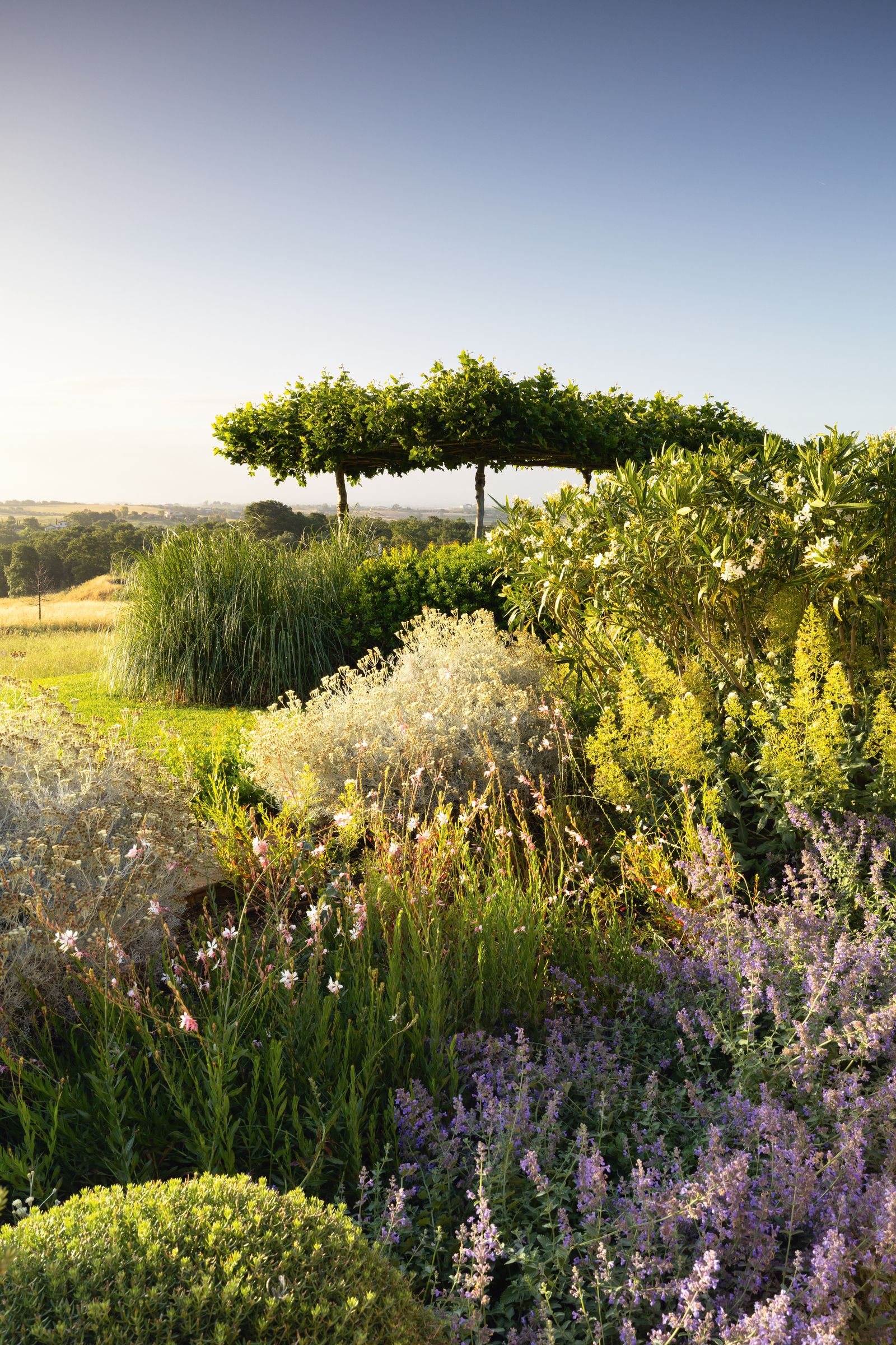 Image may contain Plant Vegetation Field Grassland Nature Outdoors Herbal Herbs Grass Tree and Landscape