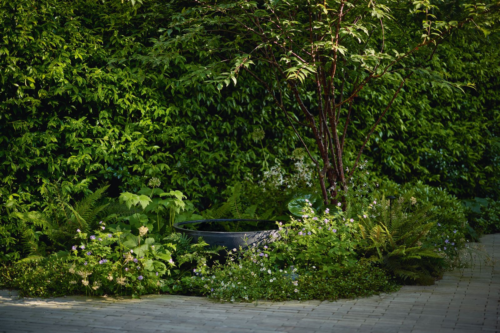 Image may contain Plant Vegetation Garden Nature Outdoors Backyard Yard Potted Plant Grass Tree Herbal and Herbs