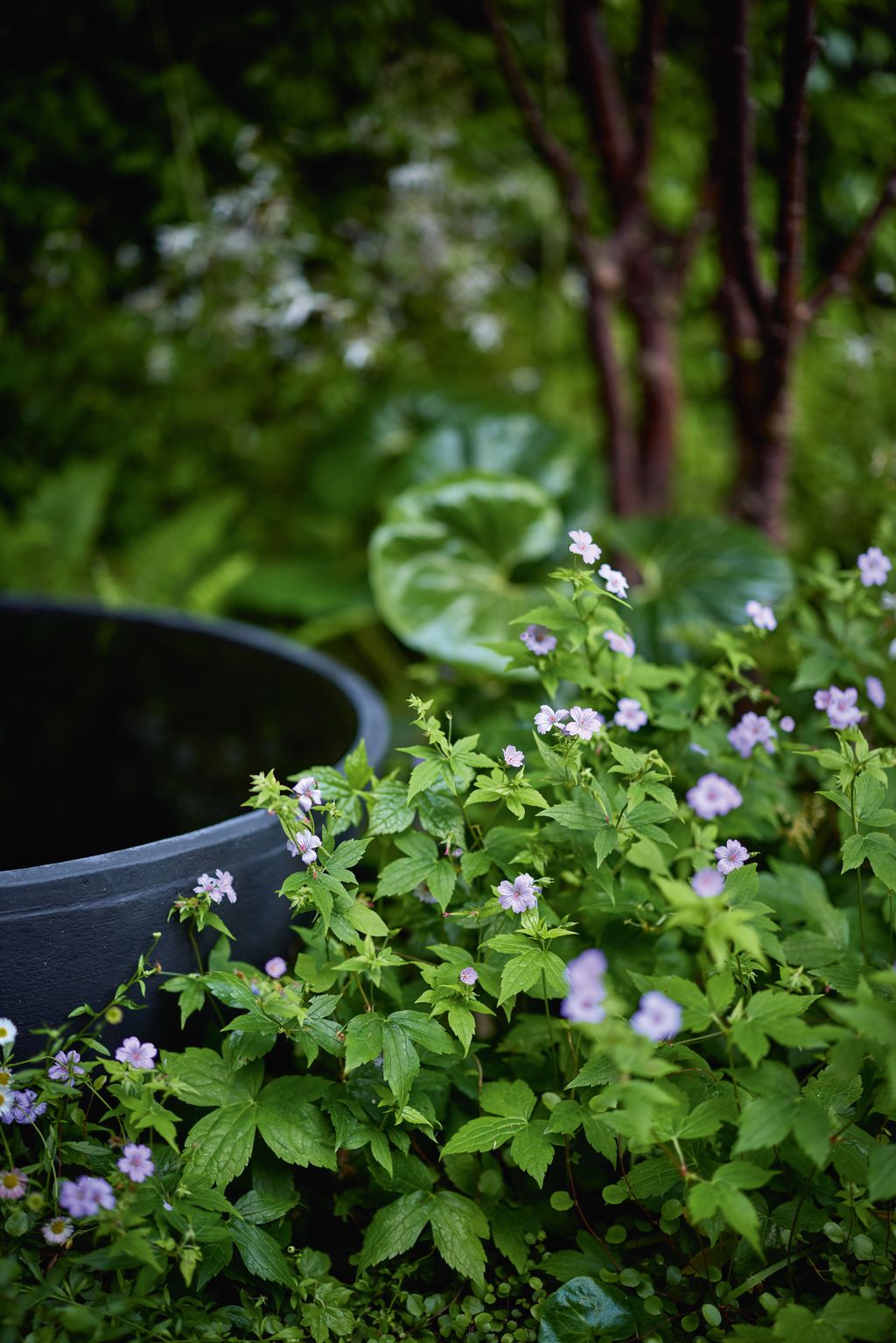 Image may contain Herbal Herbs Plant Potted Plant Jar Planter Pottery Vase Flower Geranium Vegetation and Leaf