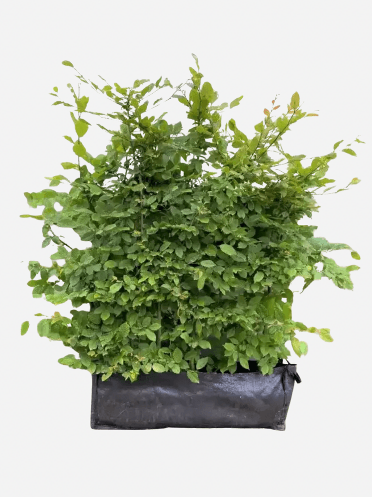 Image may contain: Plant, Potted Plant, Jar, Planter, Pottery, Vase, Vine, and Leaf