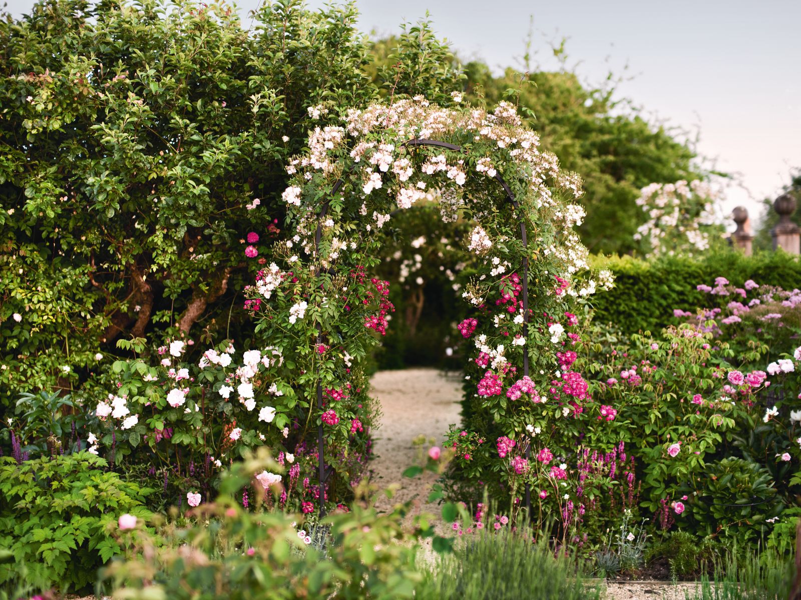 Image may contain Garden Nature Outdoors Arbour Grass Park Plant Vegetation Flower Geranium and Architecture