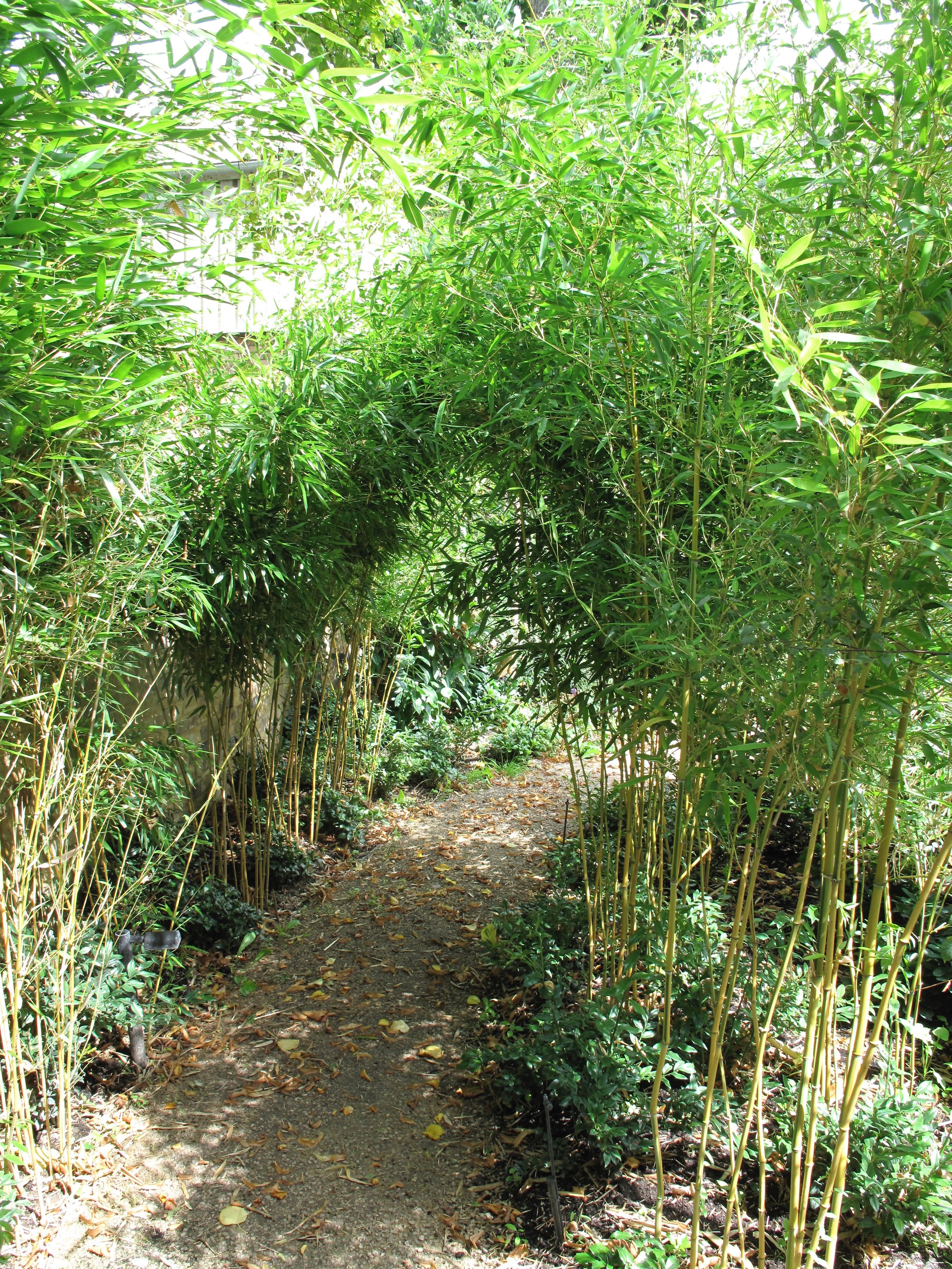 Image may contain: Plant, Vegetation, Path, Nature, Outdoors, Bamboo, Grove, Land, Tree, and Woodland