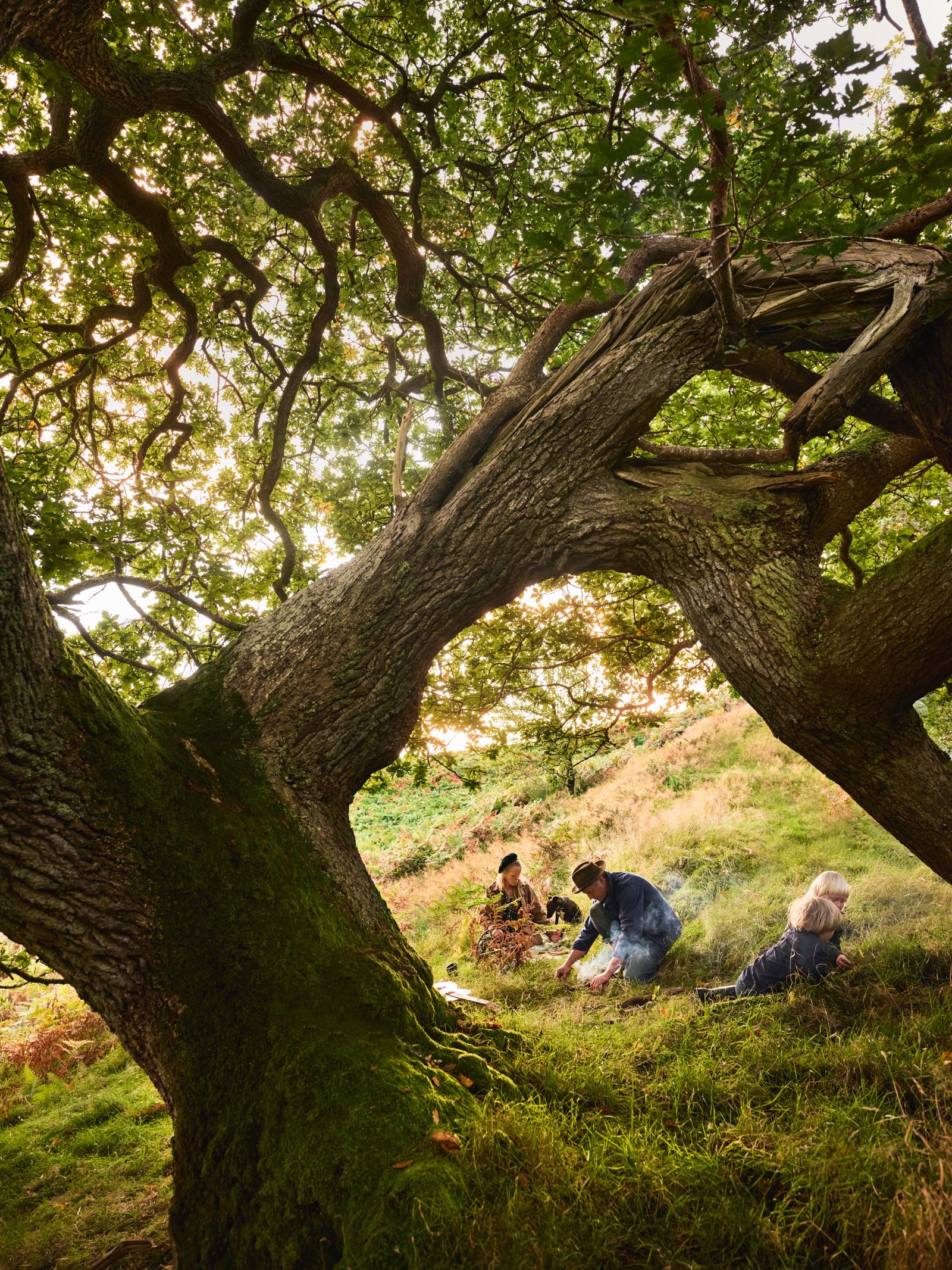 Image may contain Grove Land Nature Outdoors Plant Tree Vegetation Woodland Oak Grass Park Jungle and Tree Trunk