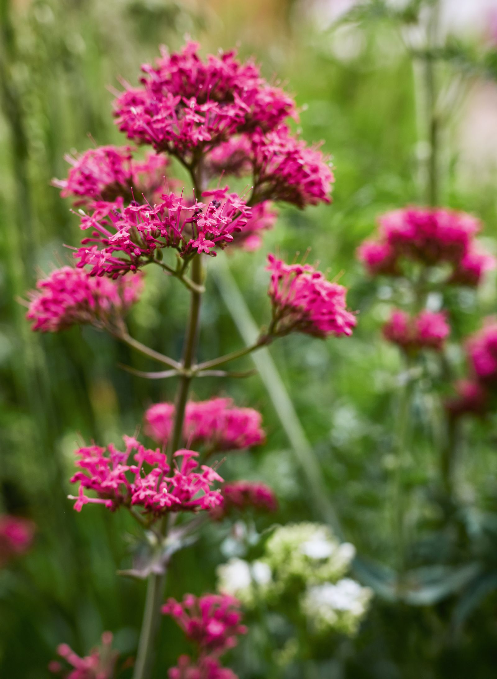 Image may contain Flower Plant Geranium Apiaceae and Daisy