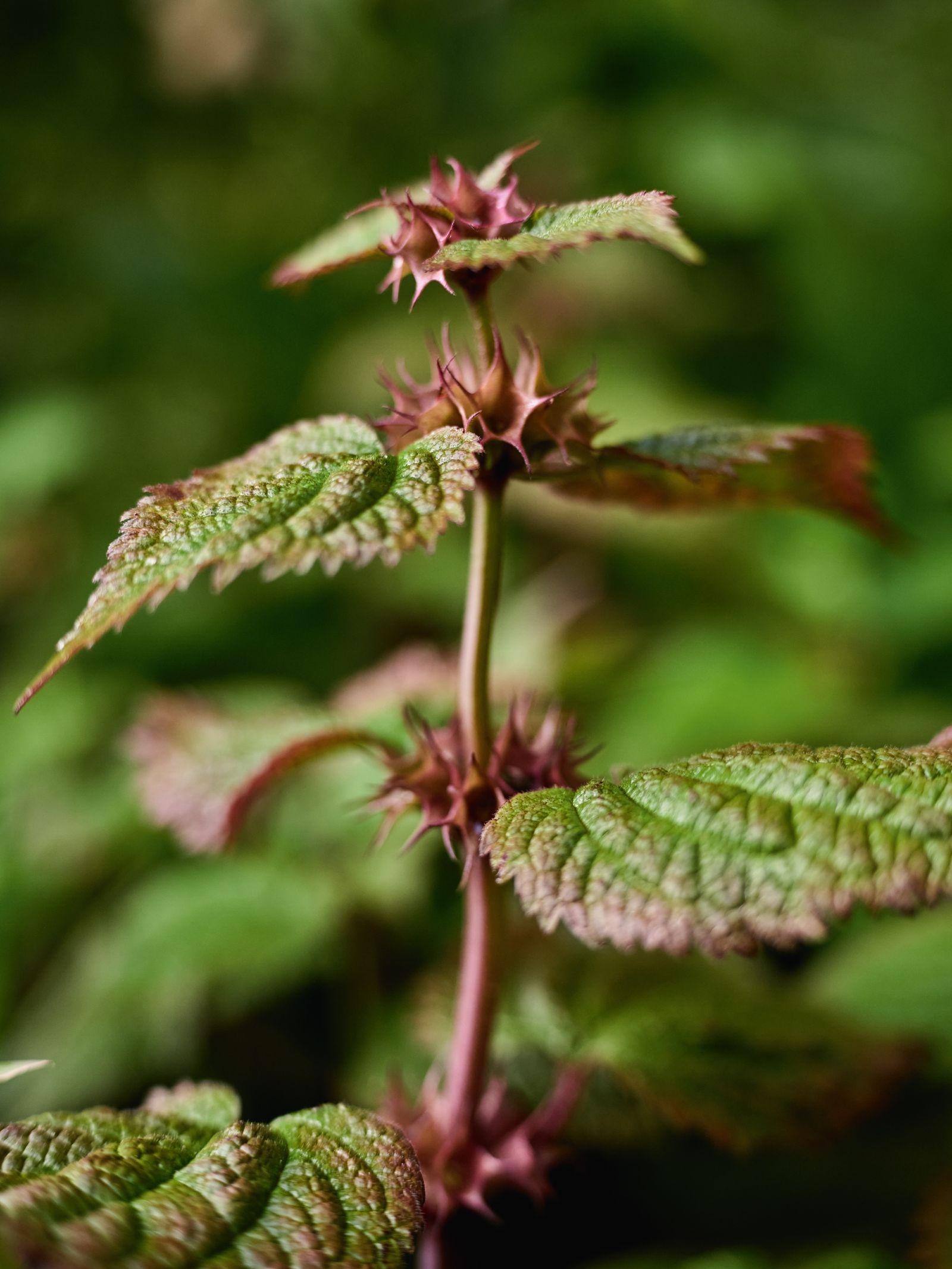 Image may contain Herbs Plant Leaf Grass Mint Flower and Acanthaceae