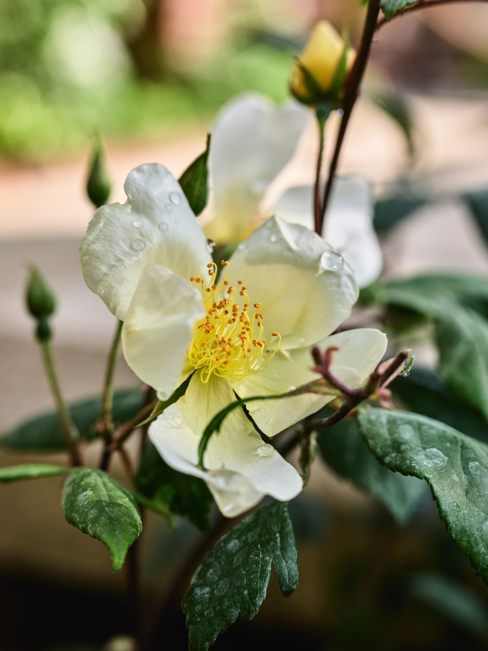 Image may contain Plant Pollen Flower Petal Anemone and Geranium