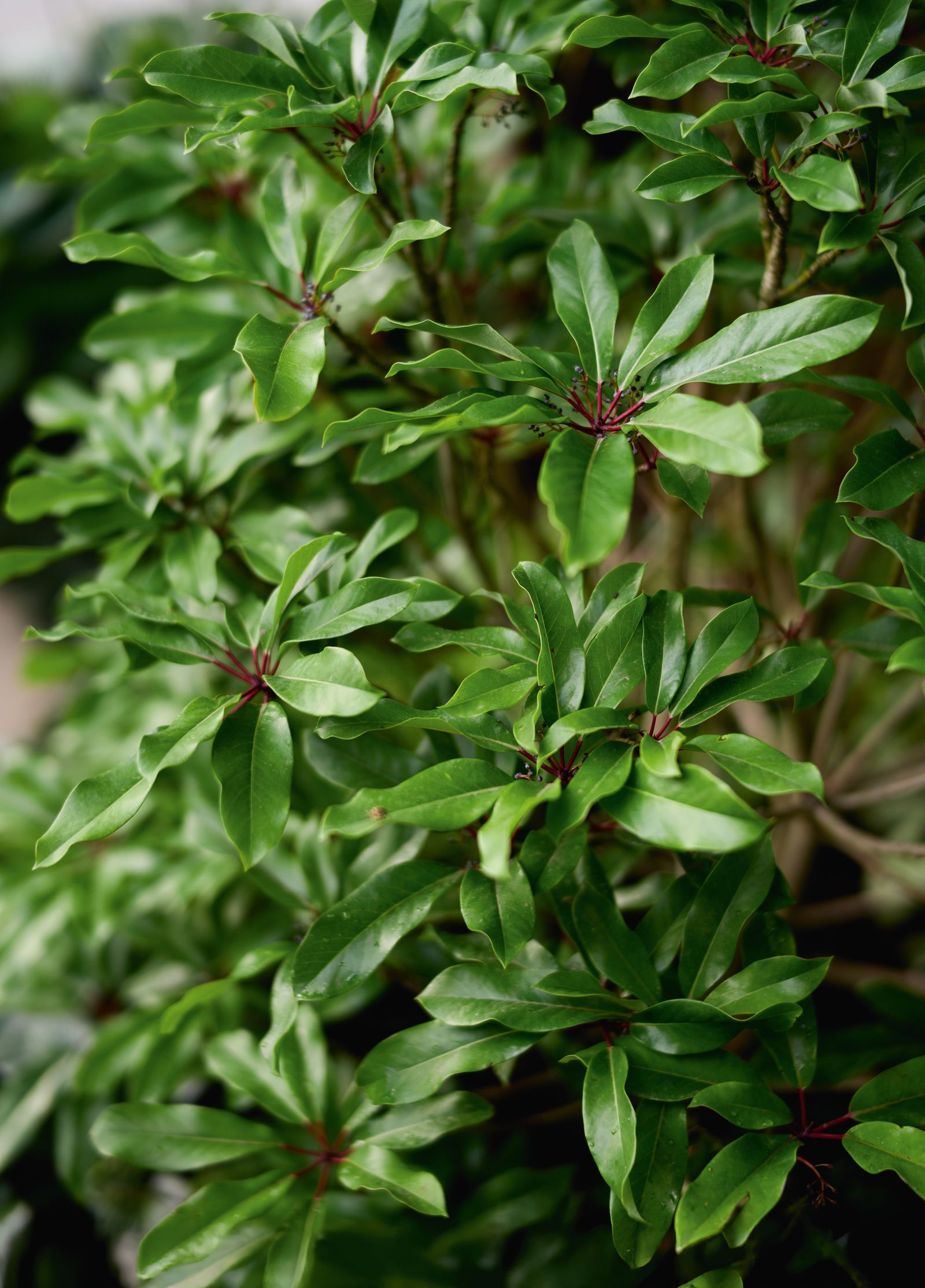 Image may contain Leaf Plant Vegetation Tree Flower and Herbs