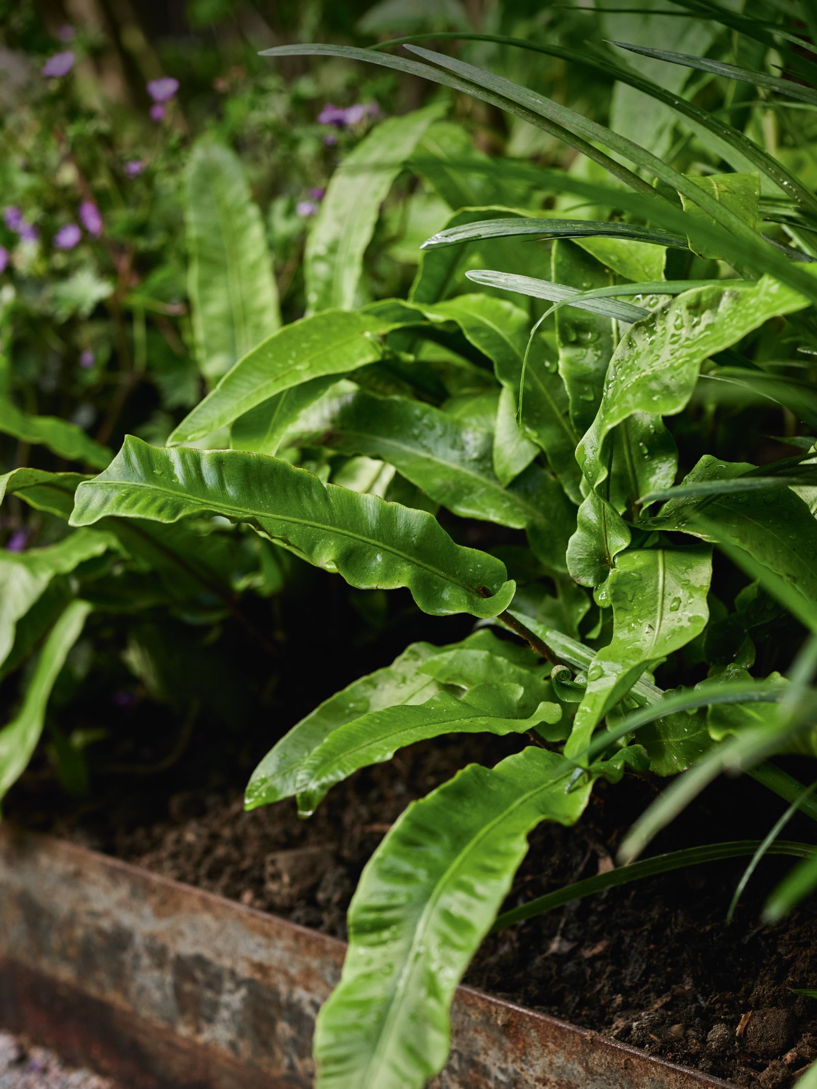 Image may contain Leaf Plant Potted Plant Fern Vegetation and Flower