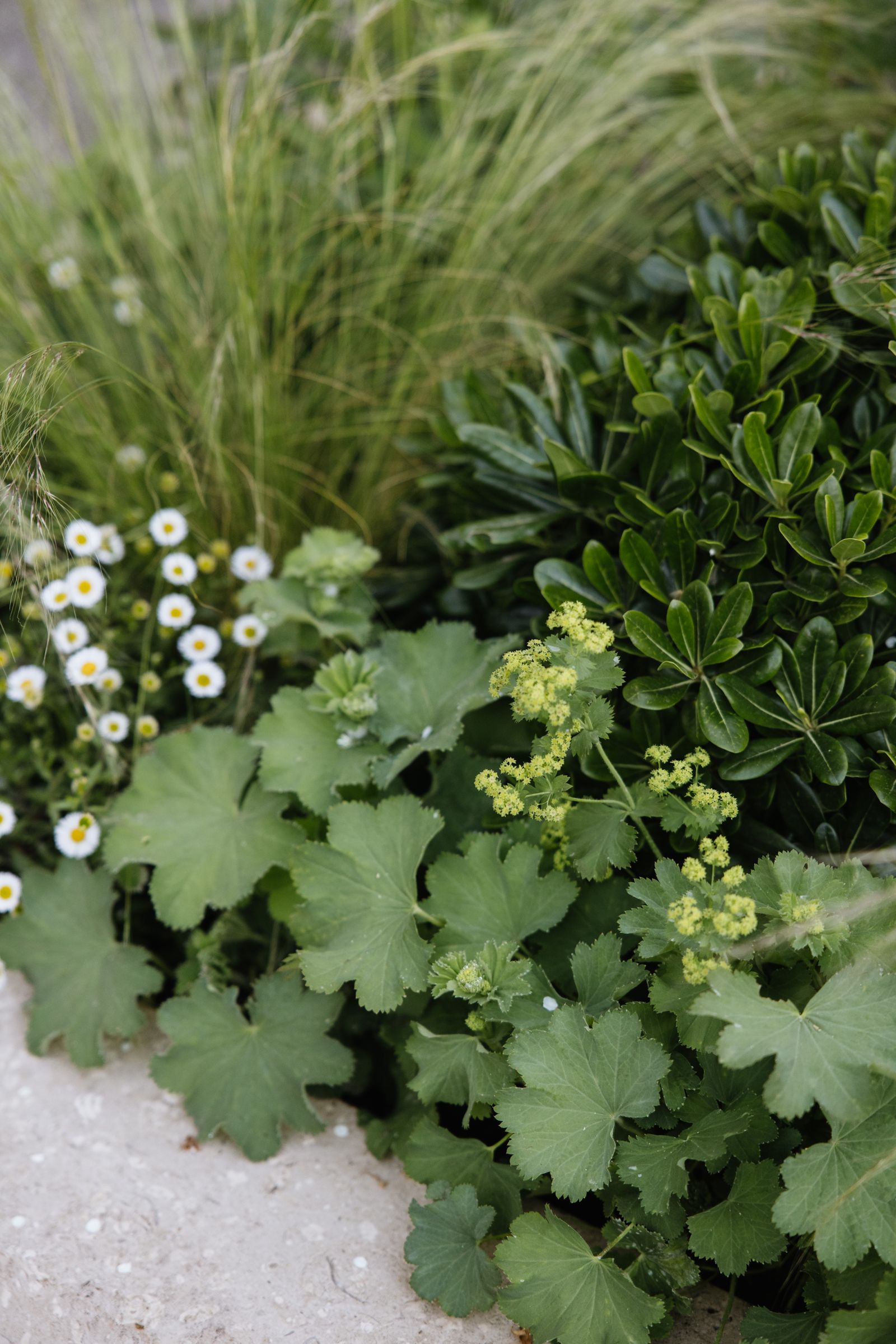 Image may contain Herbal Herbs Plant Leaf Potted Plant Vegetation Flower Geranium Petal Green Daisy and Jar