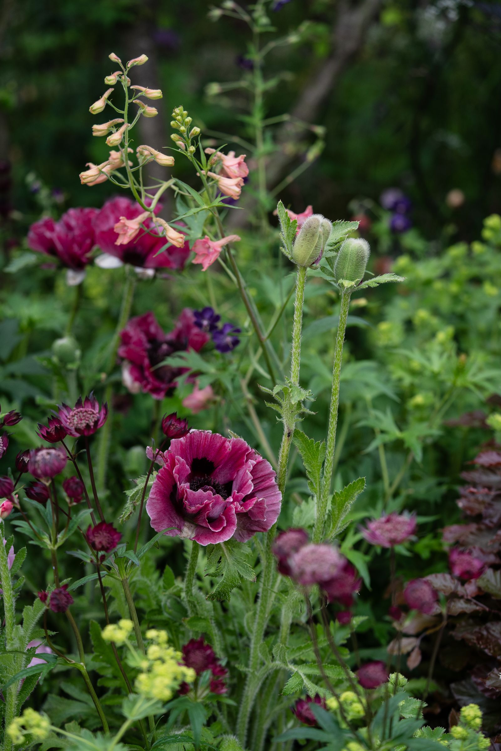 Image may contain Flower Geranium Plant Petal Anemone Purple Herbal Herbs Daisy Vegetation Garden and Nature