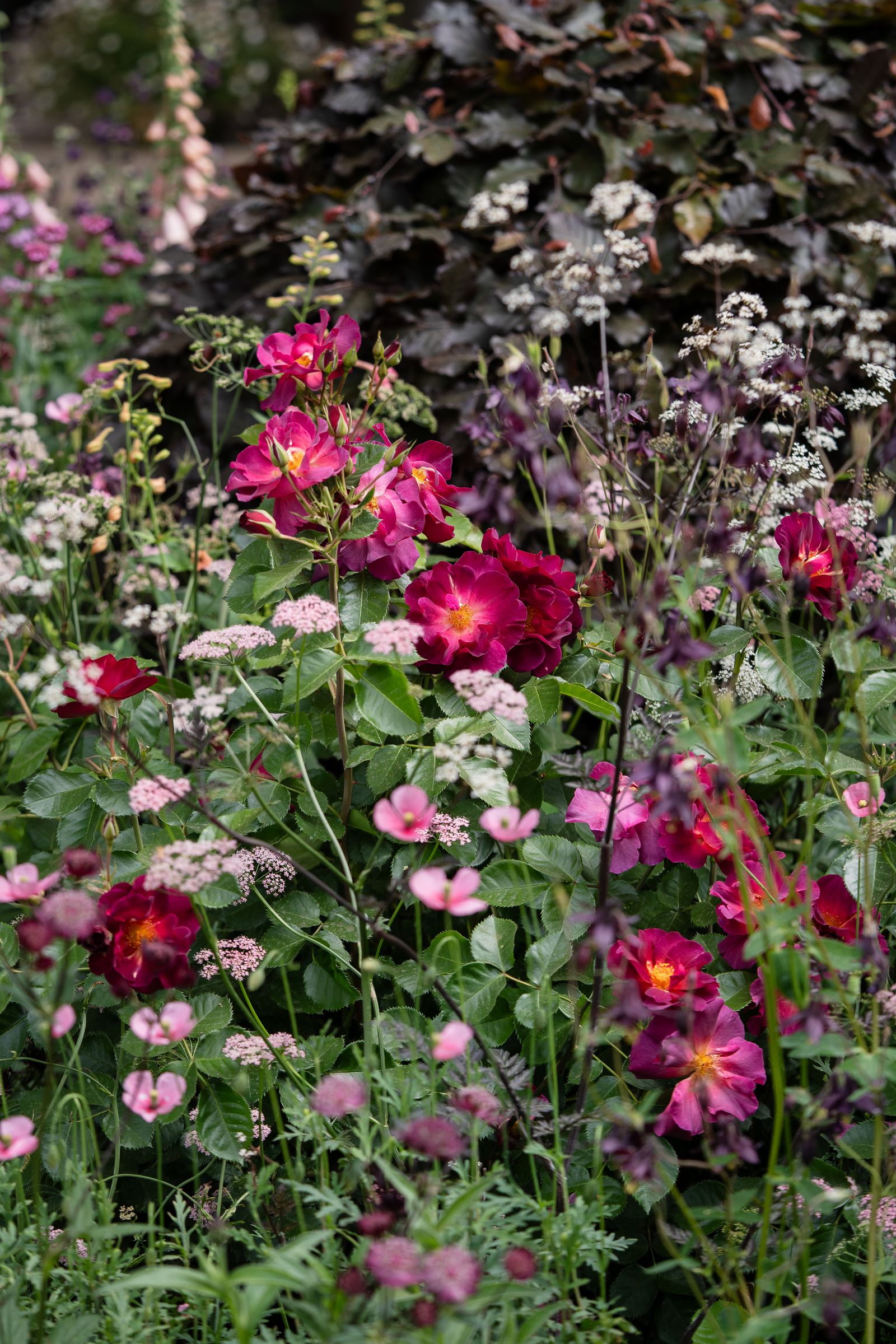 Image may contain Flower Geranium Plant Petal Anemone Daisy Purple Garden Nature Outdoors Dahlia and Vegetation
