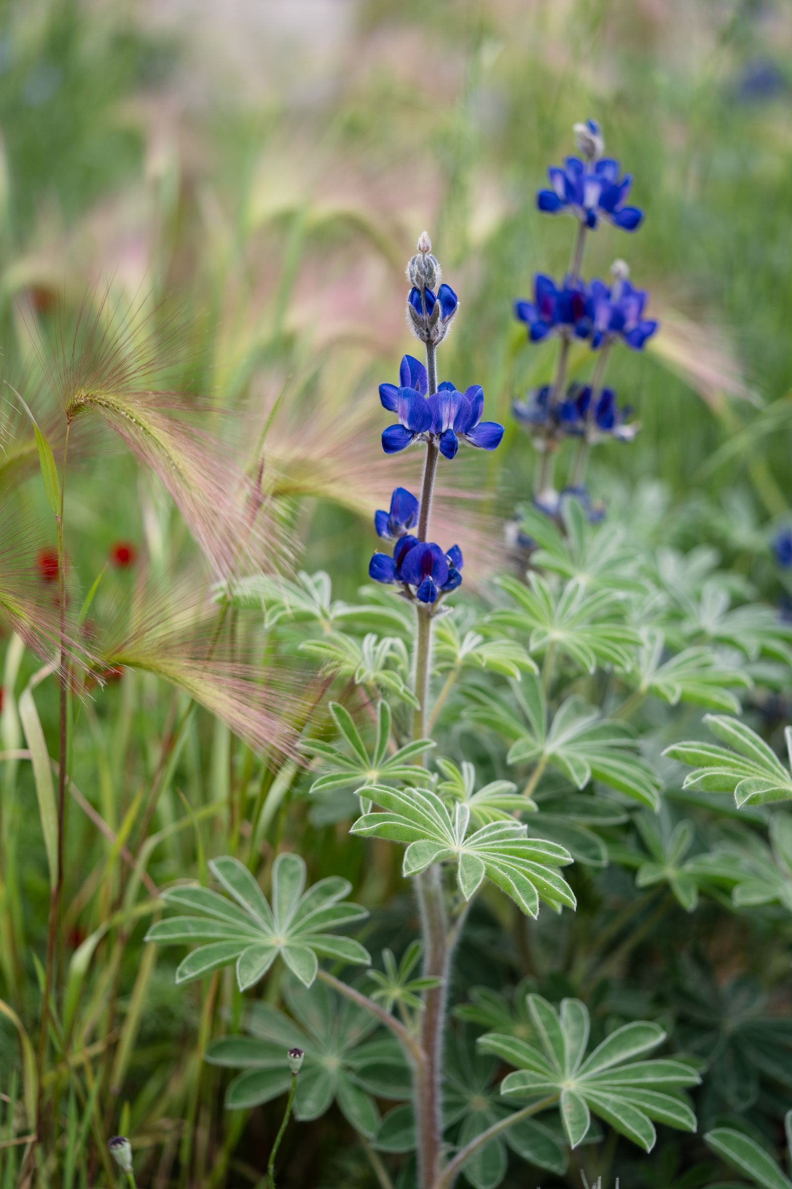 Image may contain Flower Lupin Plant Geranium Petal and Vegetation