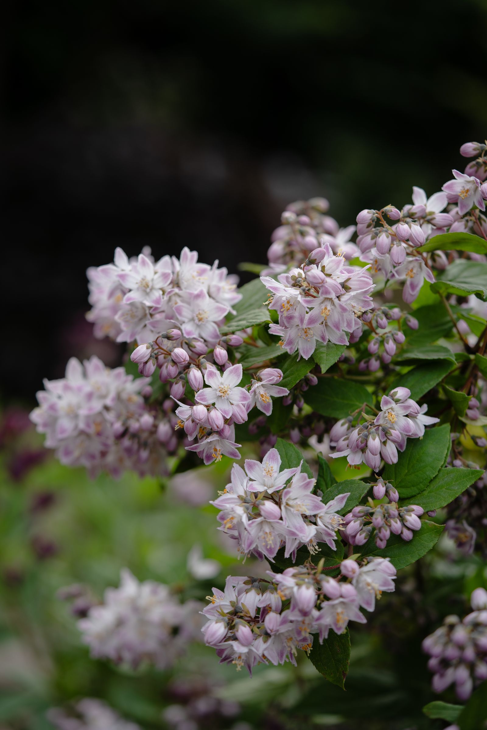 Image may contain Flower Plant Petal and Geranium