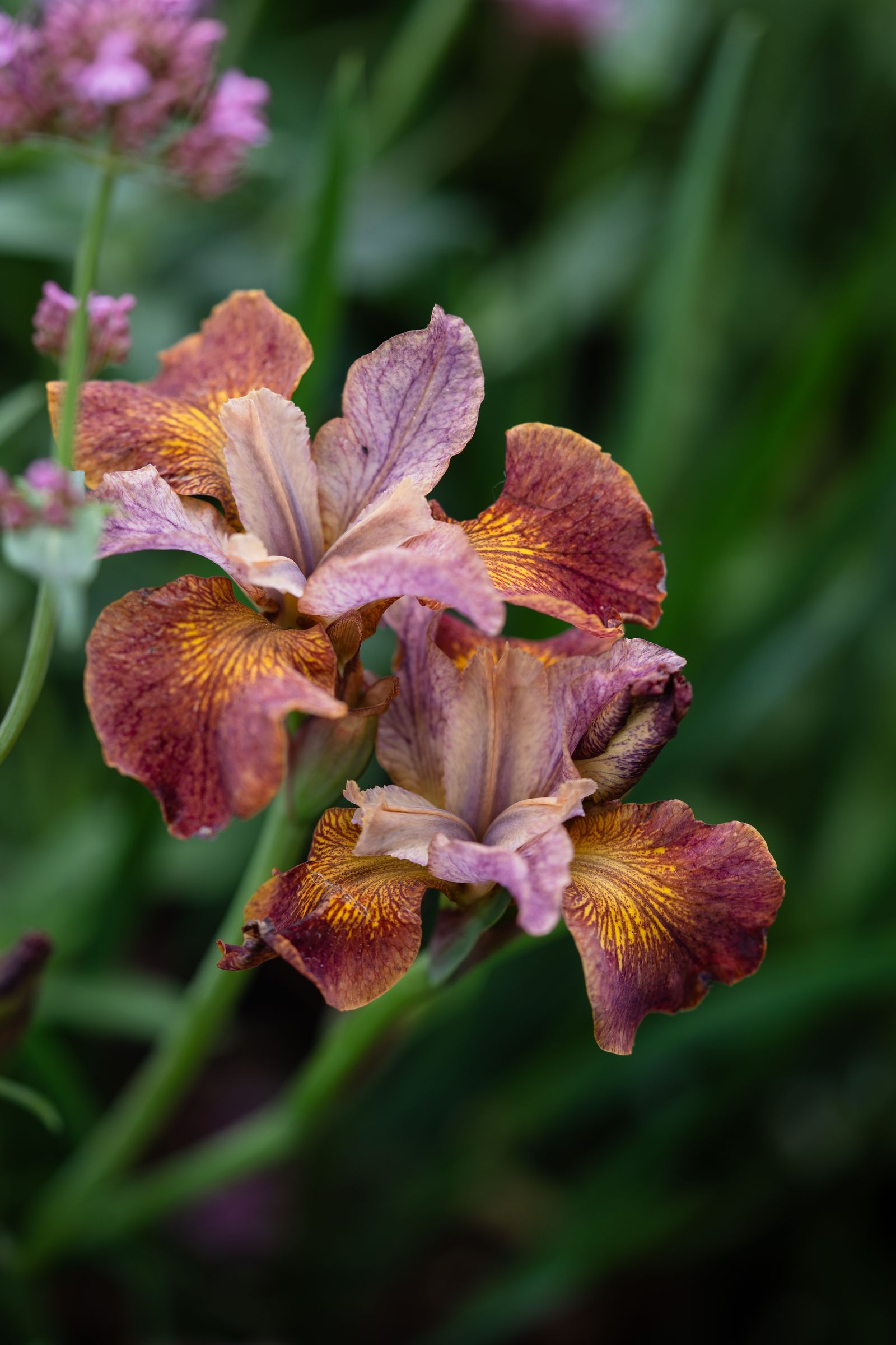Image may contain Flower Iris Plant Petal and Geranium