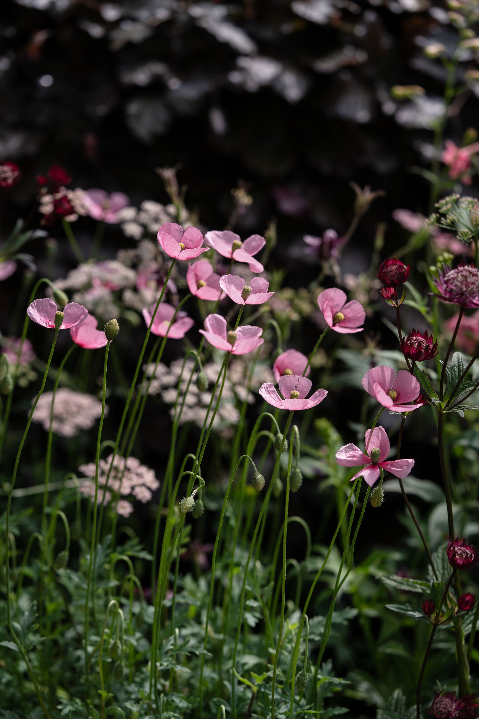 Image may contain Flower Geranium Plant Petal Anemone Daisy Vegetation Nature and Outdoors