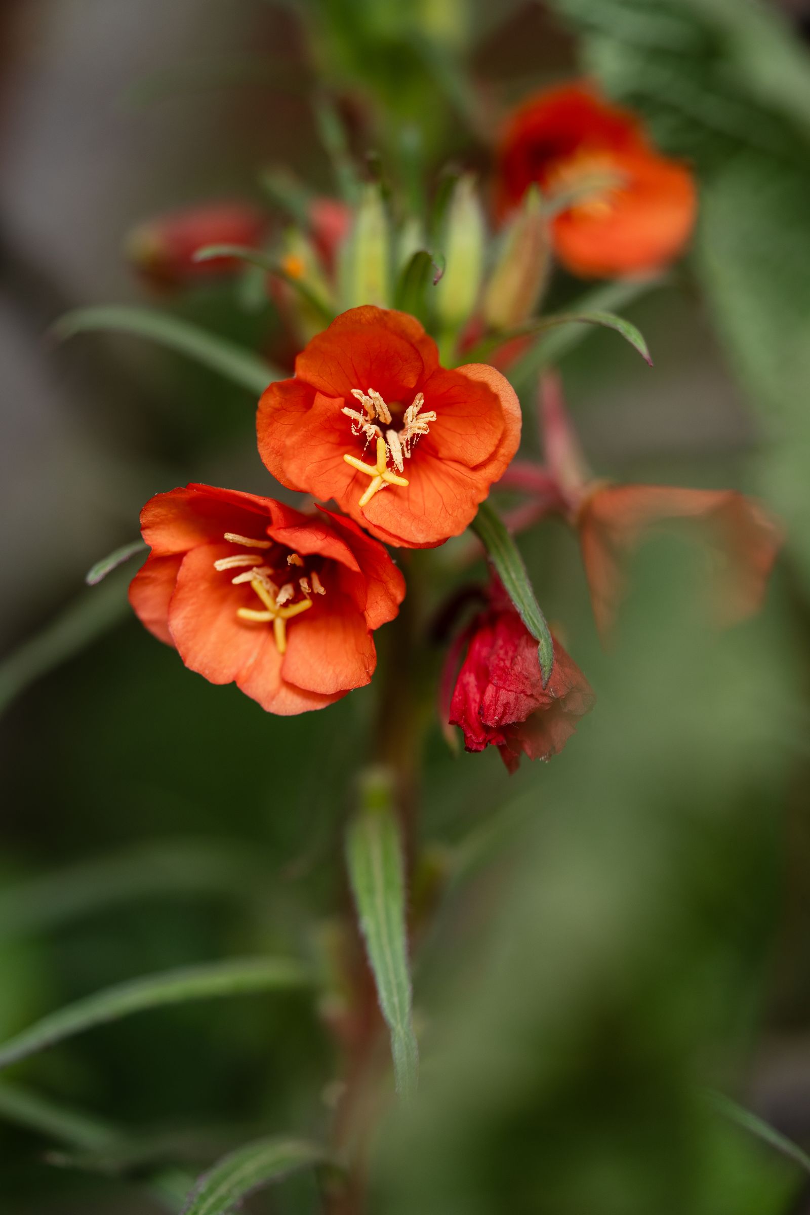 Image may contain Flower Geranium Plant Anther Petal Pollen and Rose