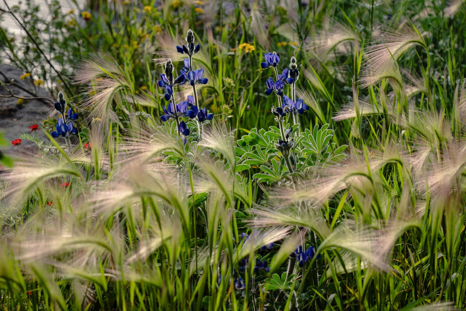 Image may contain Plant Vegetation Grass Flower Petal Nature Outdoors Scenery Landscape Geranium Field and Iris