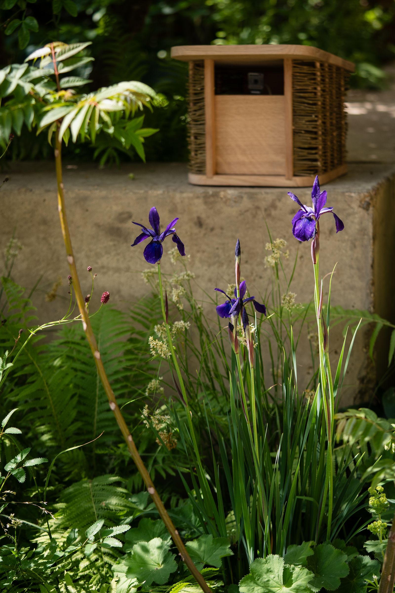 Image may contain Herbal Herbs Plant Potted Plant Architecture Building Outdoors Shelter Purple Flower and Petal
