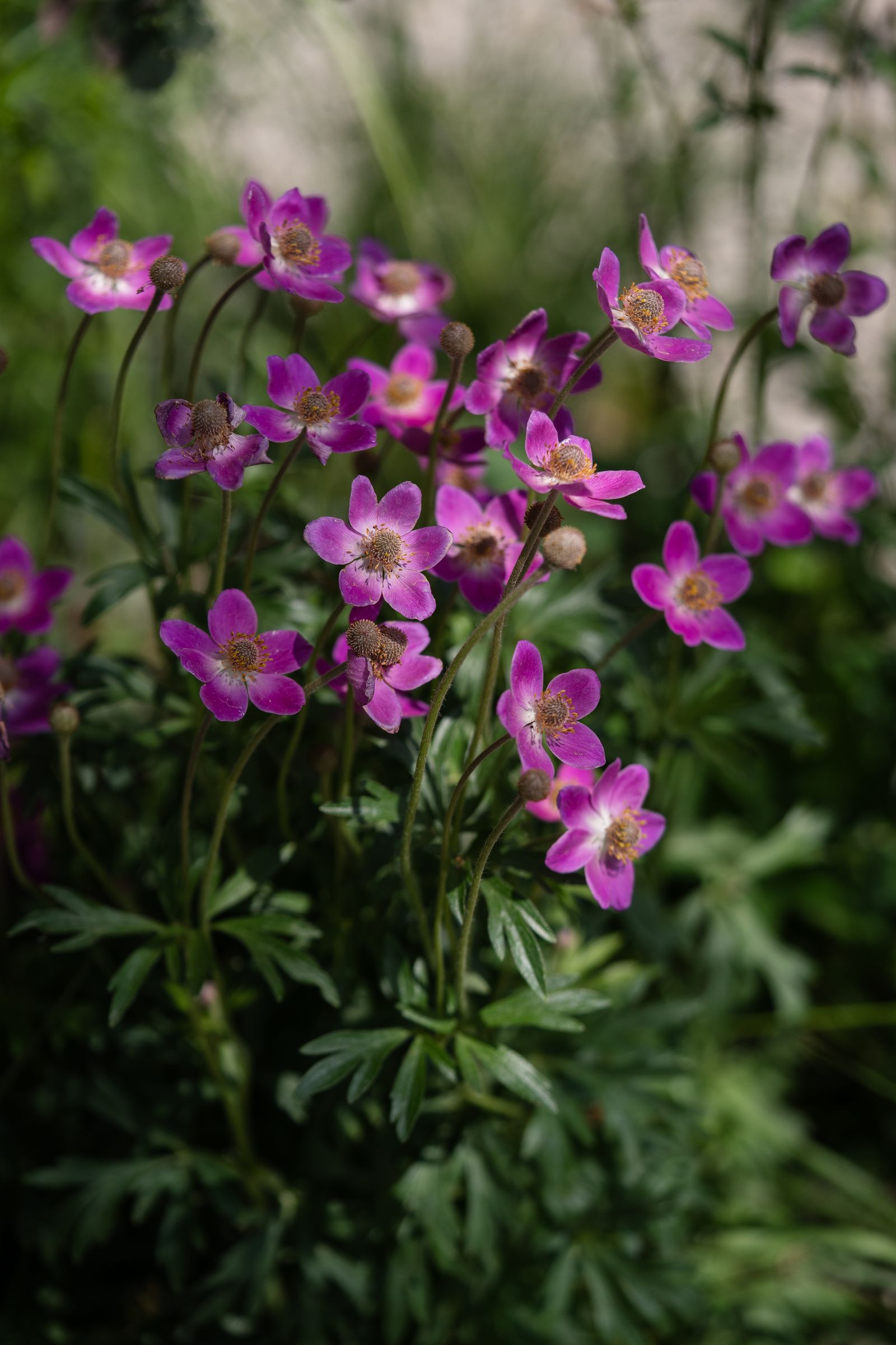 Image may contain Flower Geranium Plant Petal Anemone Purple and Daisy