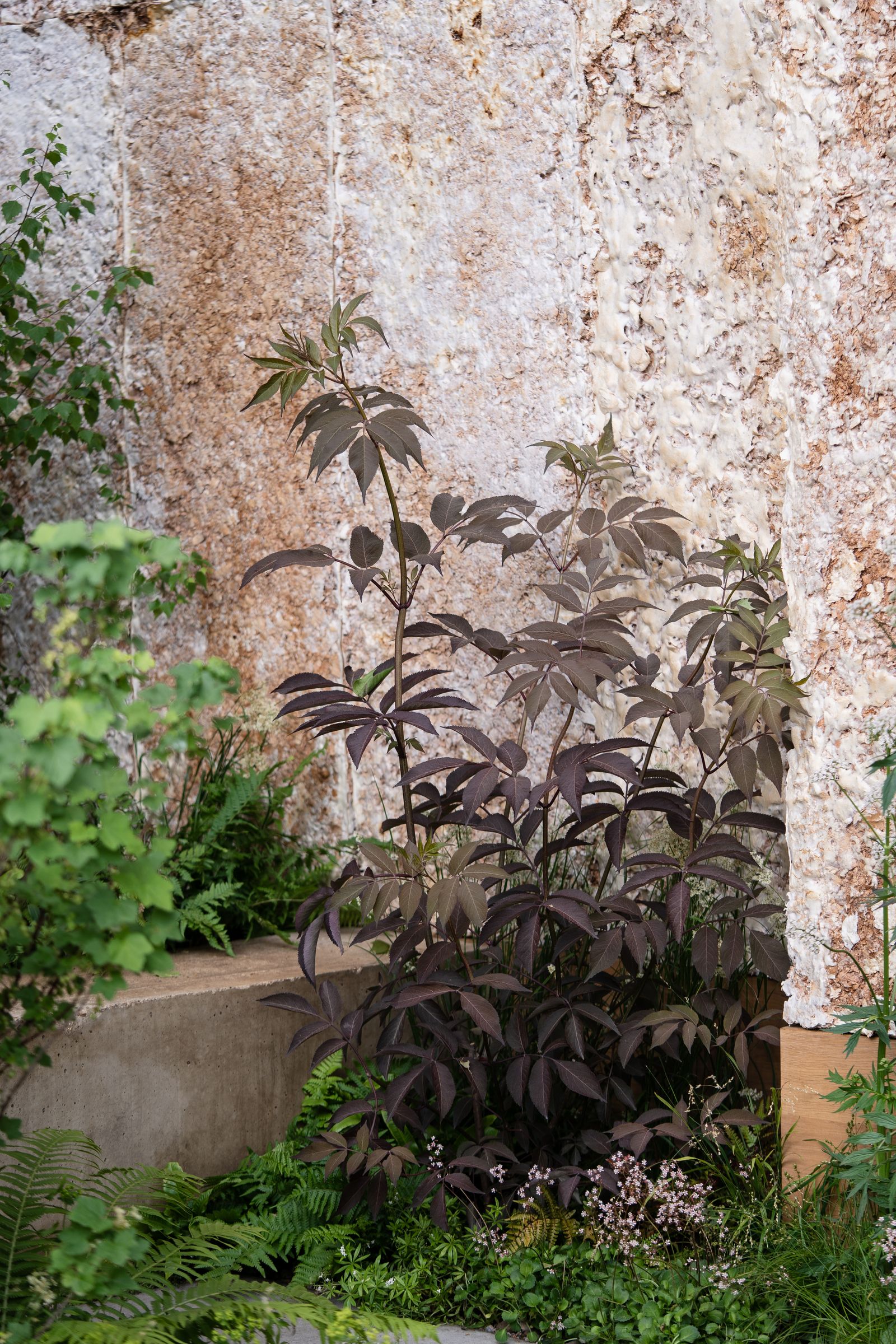 Image may contain Plant Vegetation Herbal Herbs Architecture Building Wall Leaf Tree Flower Outdoors and Nature