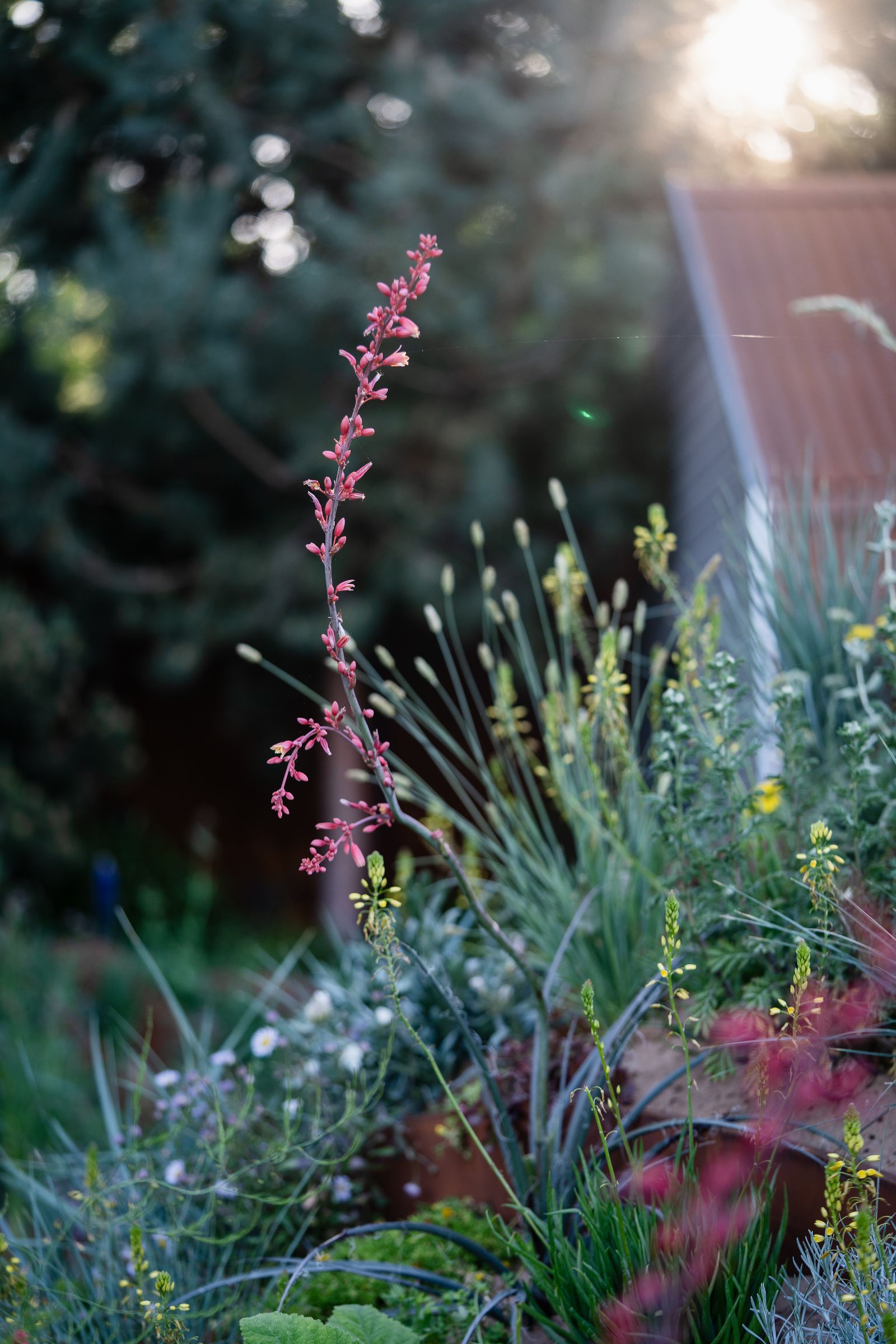 Image may contain Grass Plant Flare Light Garden Nature Outdoors Vegetation Flower Bud Sprout Tree and Herbs