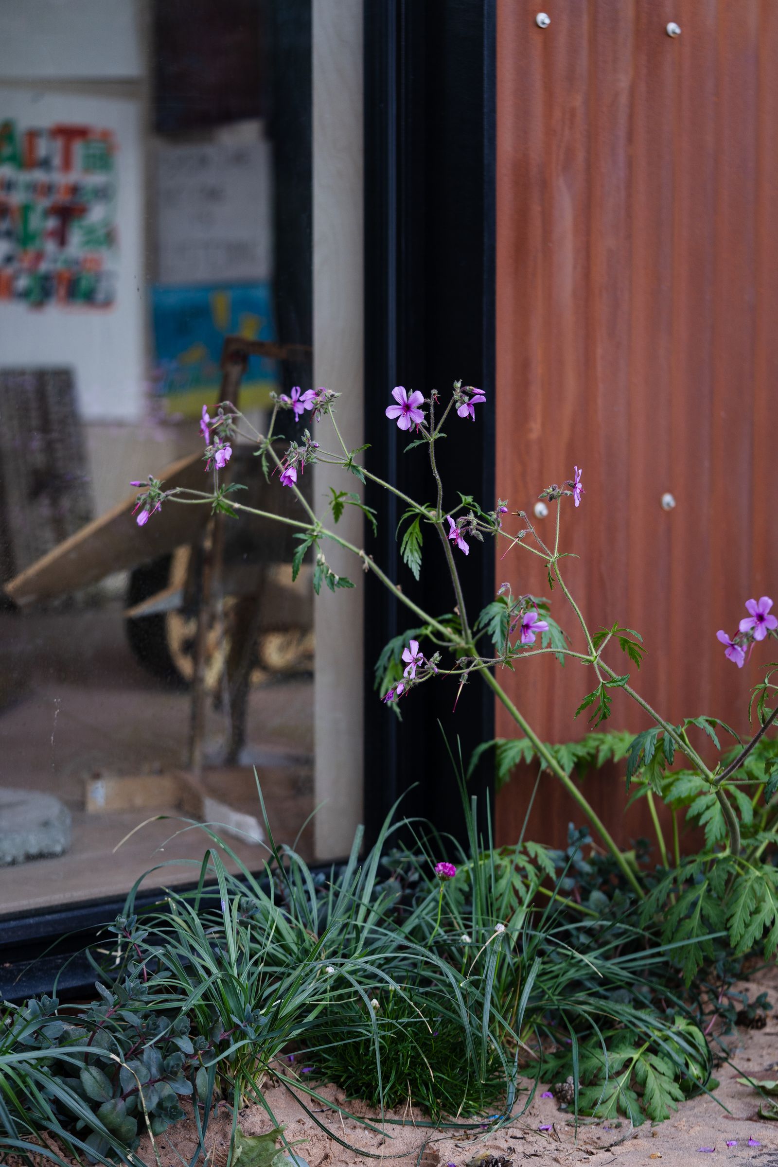 Image may contain Plant Potted Plant Flower Geranium Herbal Herbs Purple Jar Planter Pottery Vase and Grass