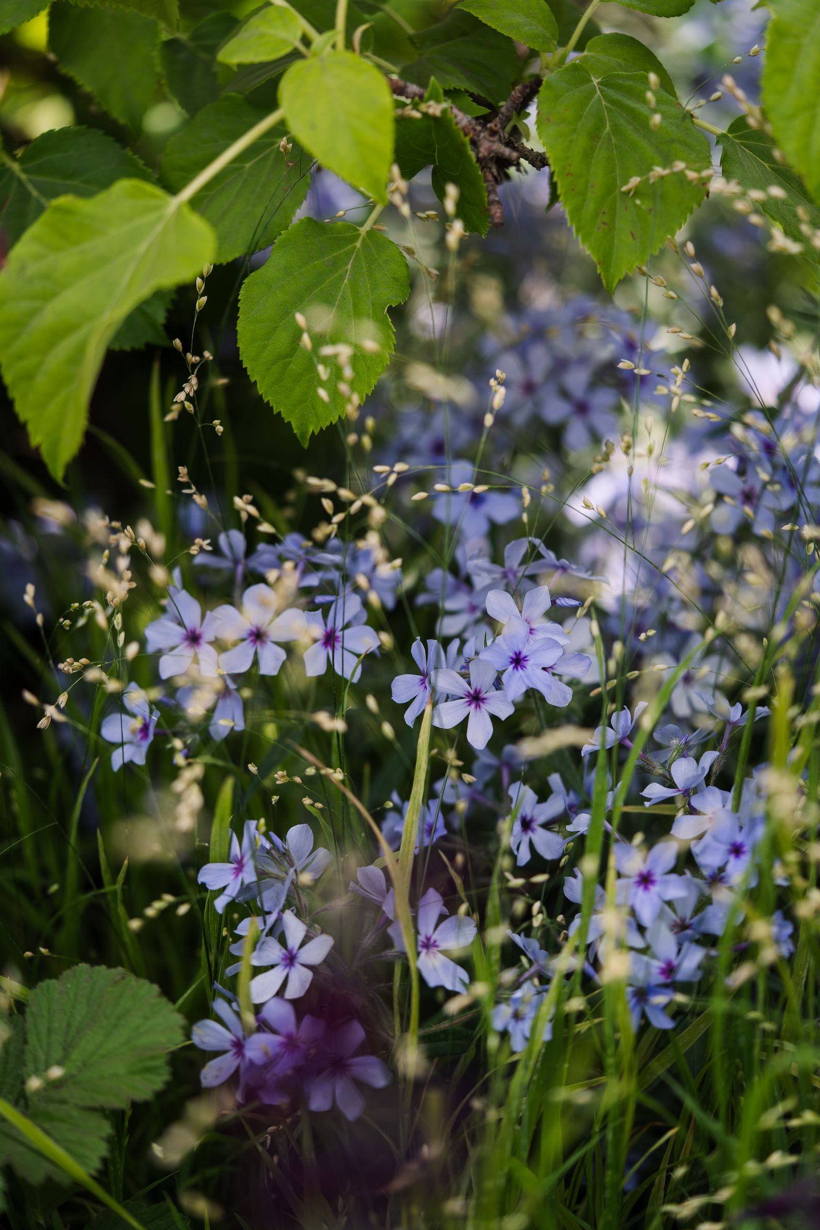 Image may contain Flower Geranium Plant Petal Herbal Herbs Anemone Leaf Vegetation Daisy Flax Purple and Iris